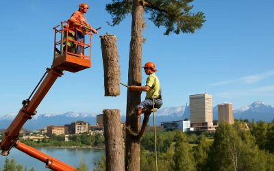 Affordable and Transparent: Discover the Best Tree Removal Anchorage Prices Today