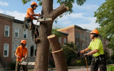 Expert Tree Removal Baltimore: Your Trusted Solution for Safe, Quick Tree Removal Services