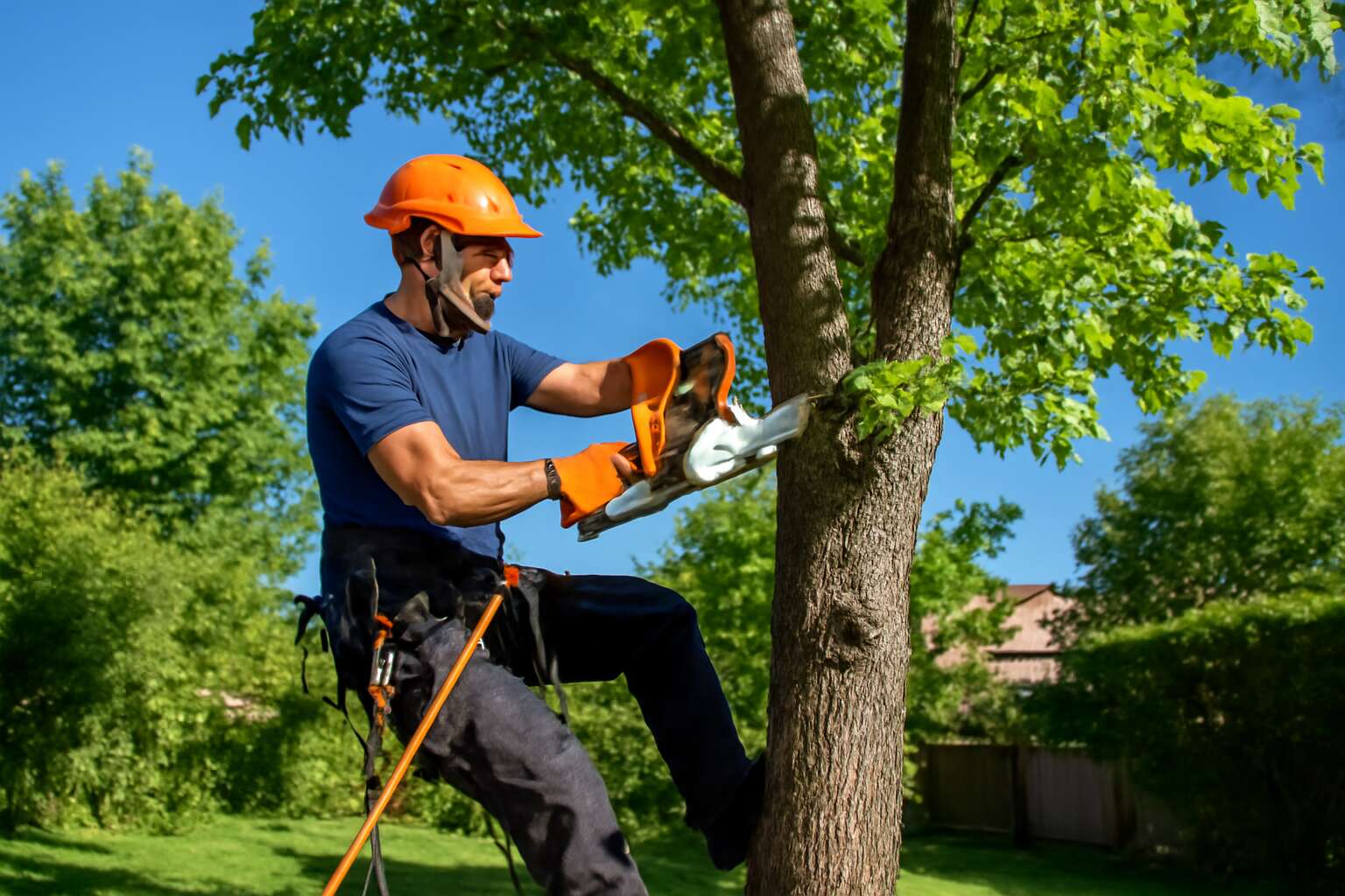 tree removal quotes near me
