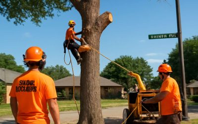 Top Tips for Affordable Tree Removal Arlington TX Prices That Save You Money