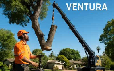 Expert Tree Removal Ventura: Safe and Reliable Service You Can Trust