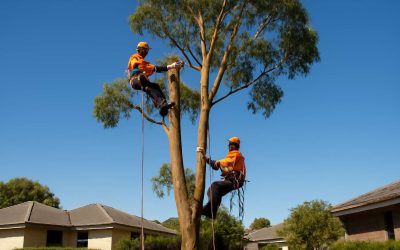 How to Lower Your Large Gum Tree Removal Cost Without Compromising Safety