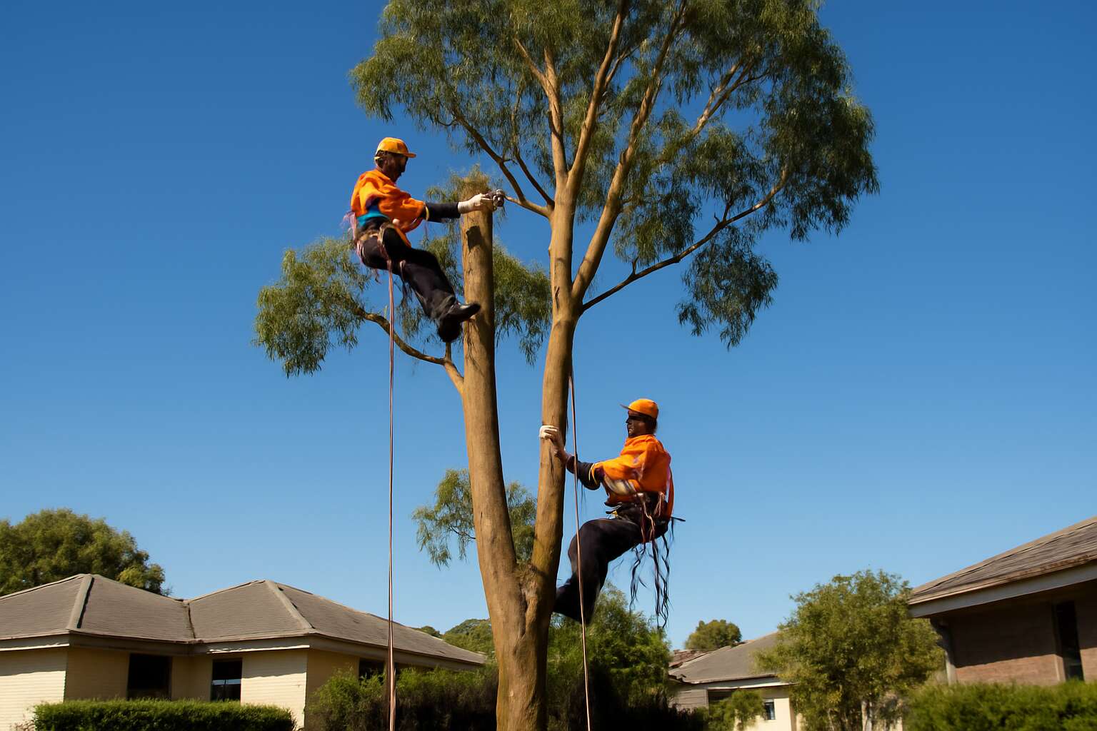 large gum tree removal cost
