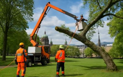 Affordable Tree Removal Belfast Prices: Expert Services at the Best Rates in Town