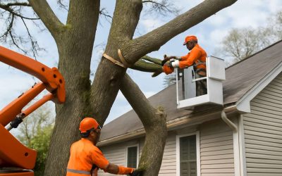 Top Factors Influencing Tree Removal From House Cost: Keep Your Property Safe and Beautiful