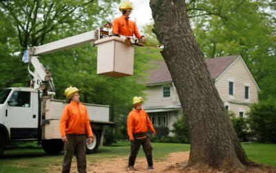 Top Cortlandt Tree Pros: tree removal services in cortlandt ny for safe, fast results