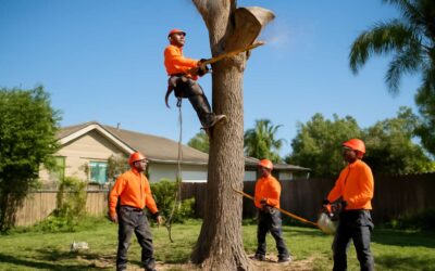 Top Rated tree removal 93036: Safe, Fast, and Affordable Service
